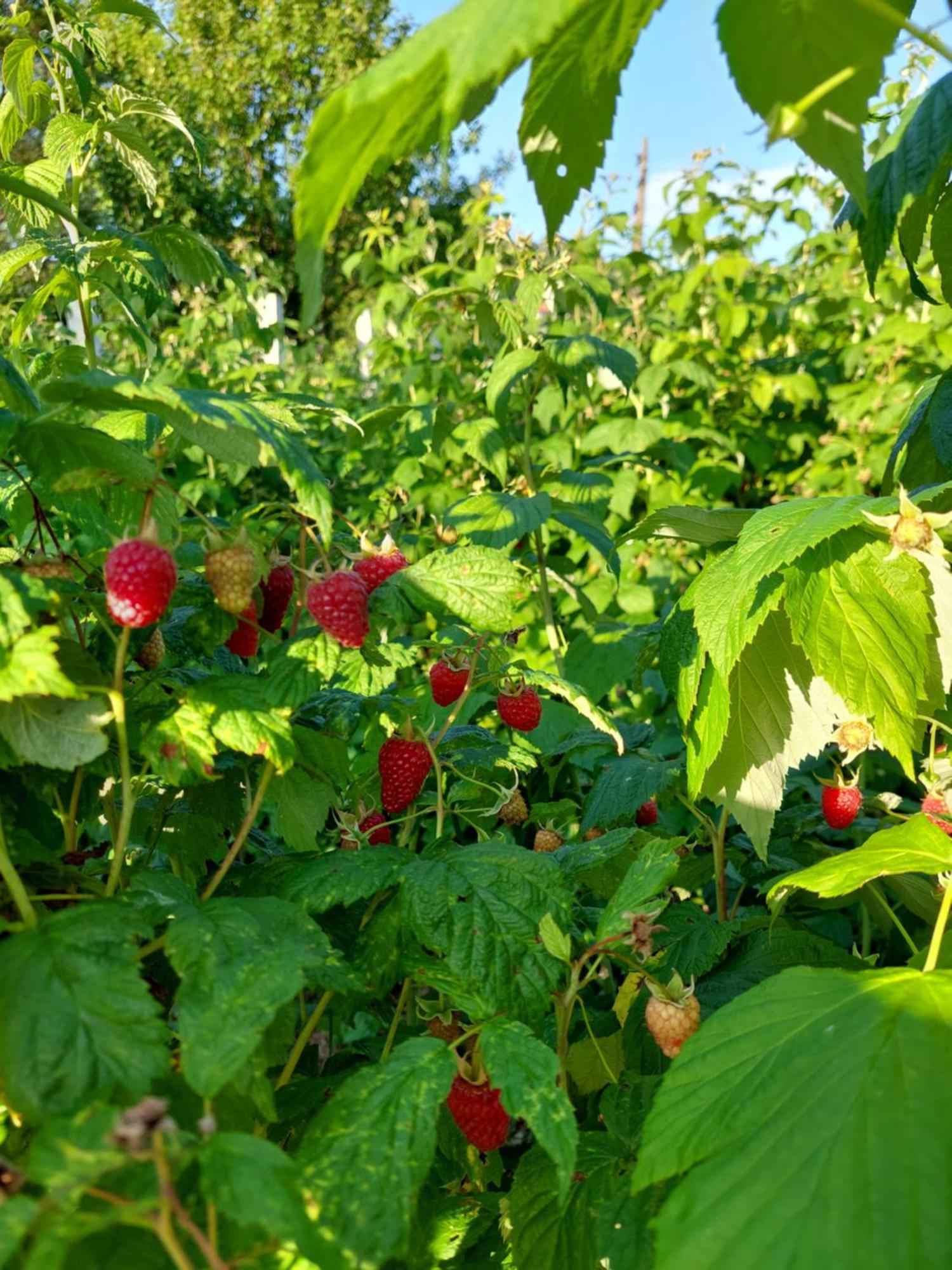 Cabană cu teren de tenis Banita Exterior foto